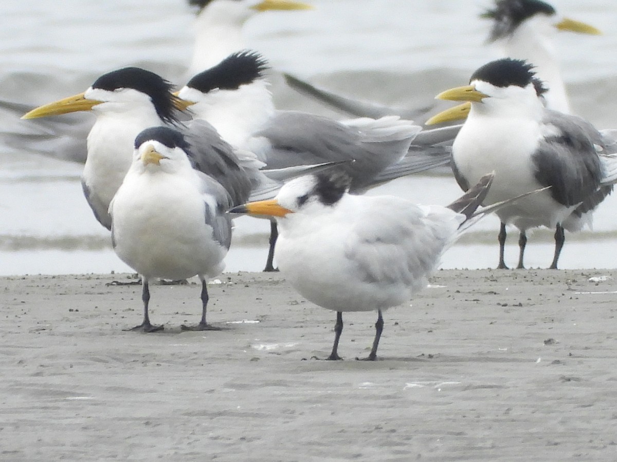 Chinese Crested Tern - ML639452887