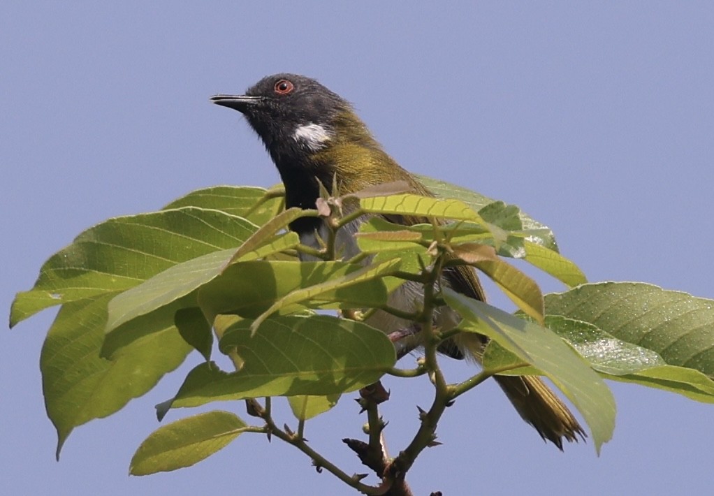 Masked Apalis - ML639452914