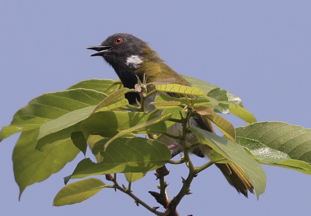 Masked Apalis - ML639452915