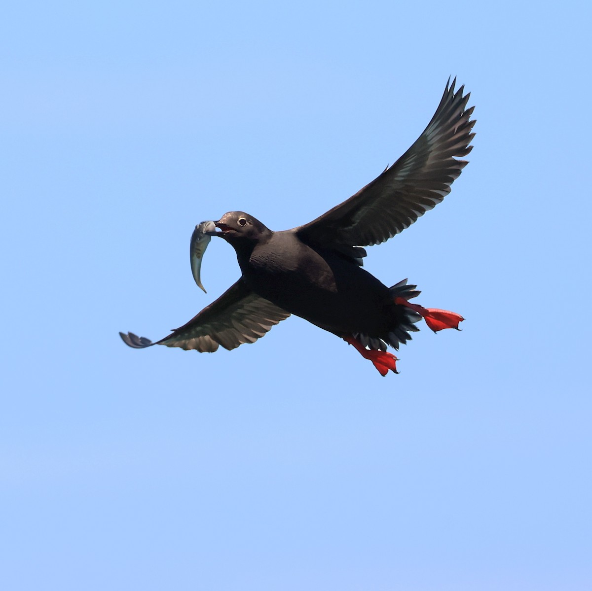 Pigeon Guillemot - ML639452928