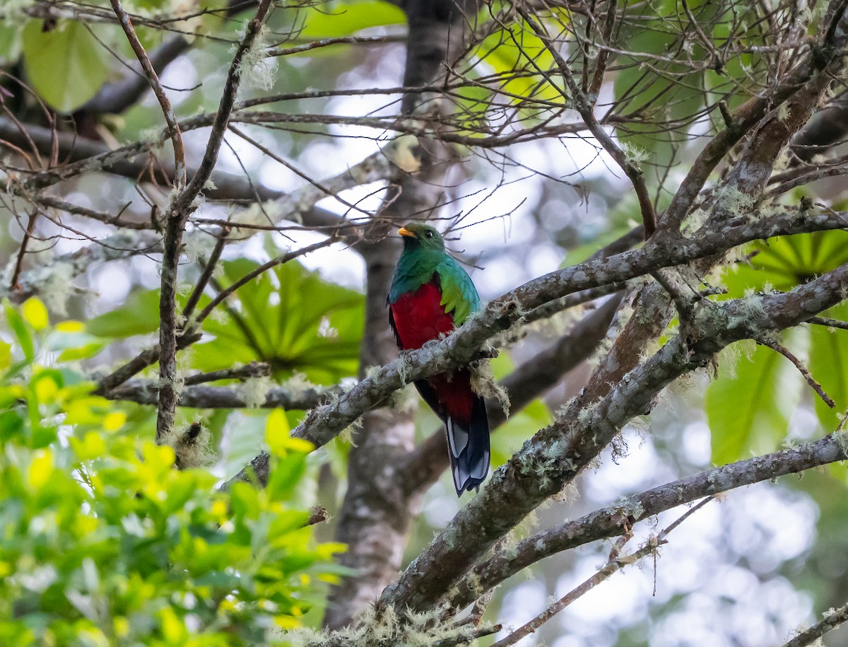 Quetzal Fúlgido - ML639452974