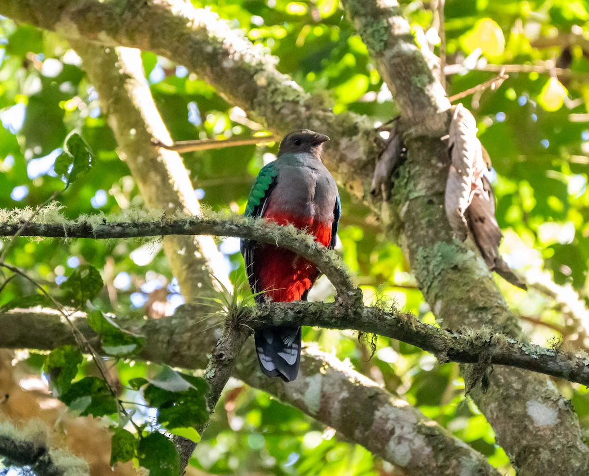 Quetzal Fúlgido - ML639452975