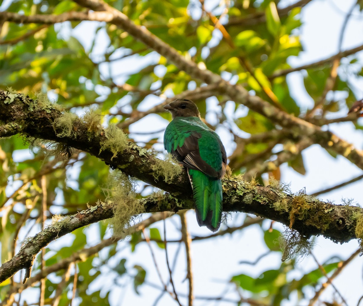 Quetzal Fúlgido - ML639452994