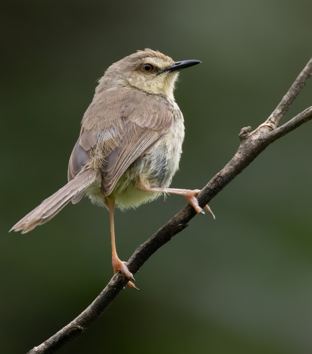 Drakensberg Prinia - ML639453021