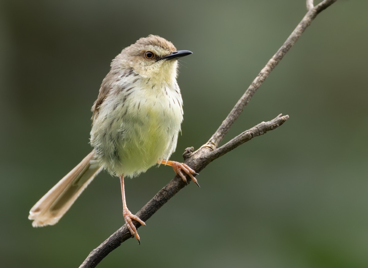 Drakensberg Prinia - ML639453022