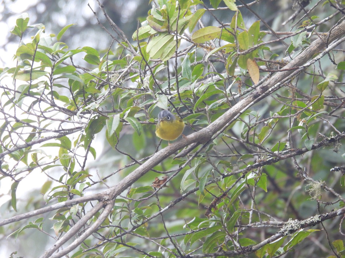 Mosquitero de Anteojos - ML639453131