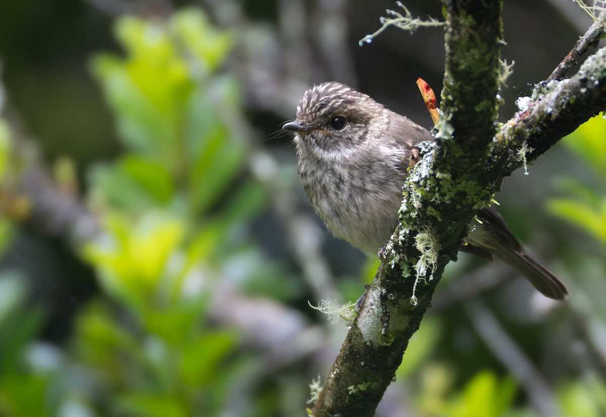 African Dusky Flycatcher - ML639453161