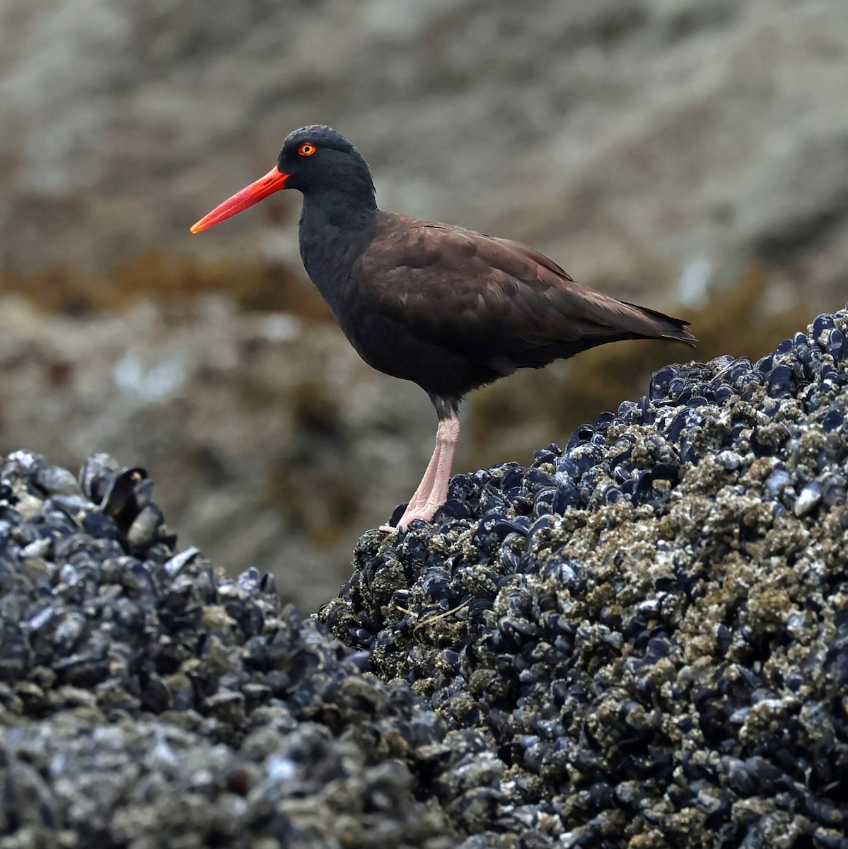 Black Oystercatcher - ML639453178