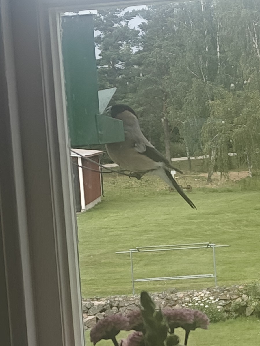 Eurasian Bullfinch - ML639453221