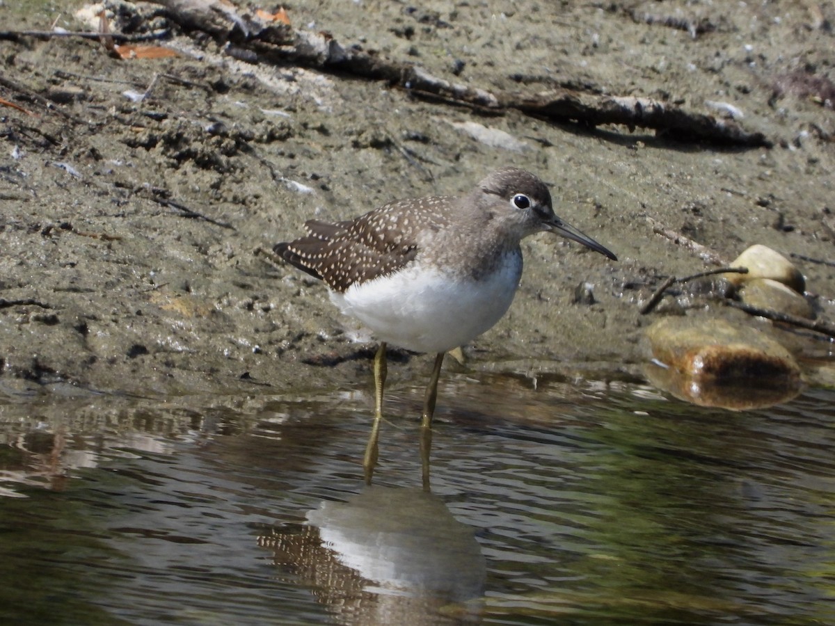 Solitary Sandpiper - ML639453223