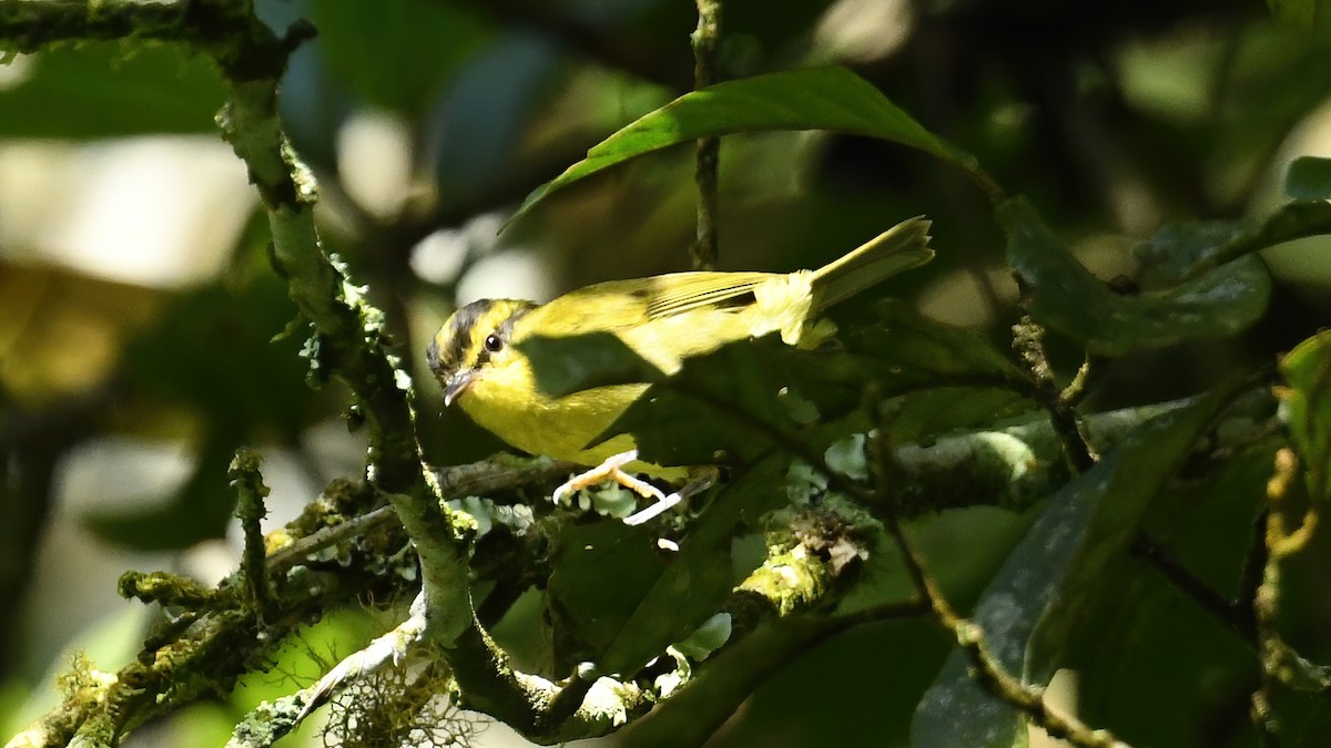 Mountain Leaf Warbler - ML639453232