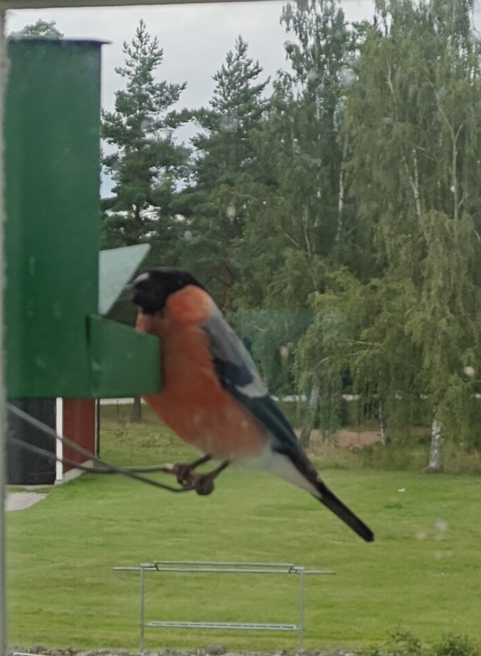 Eurasian Bullfinch - ML639453240