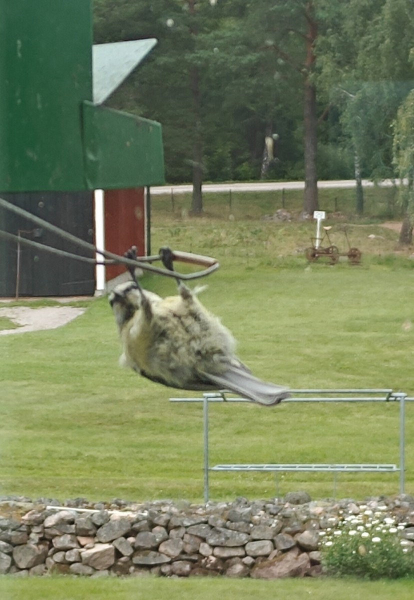 Eurasian Blue Tit - ML639453256