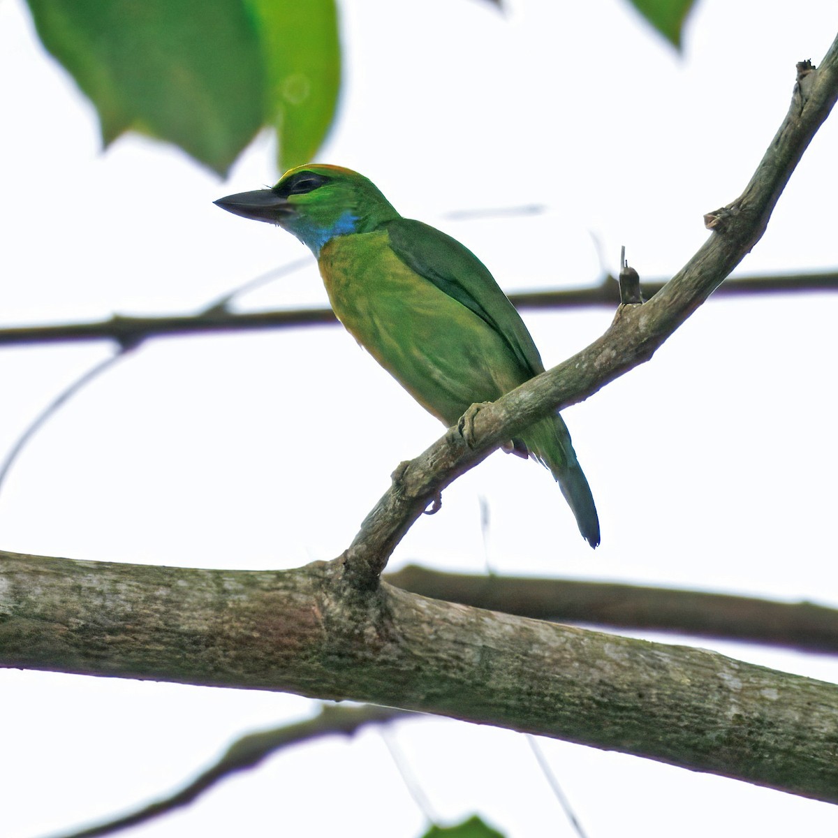 Barbudo Coronigualdo - ML639453276