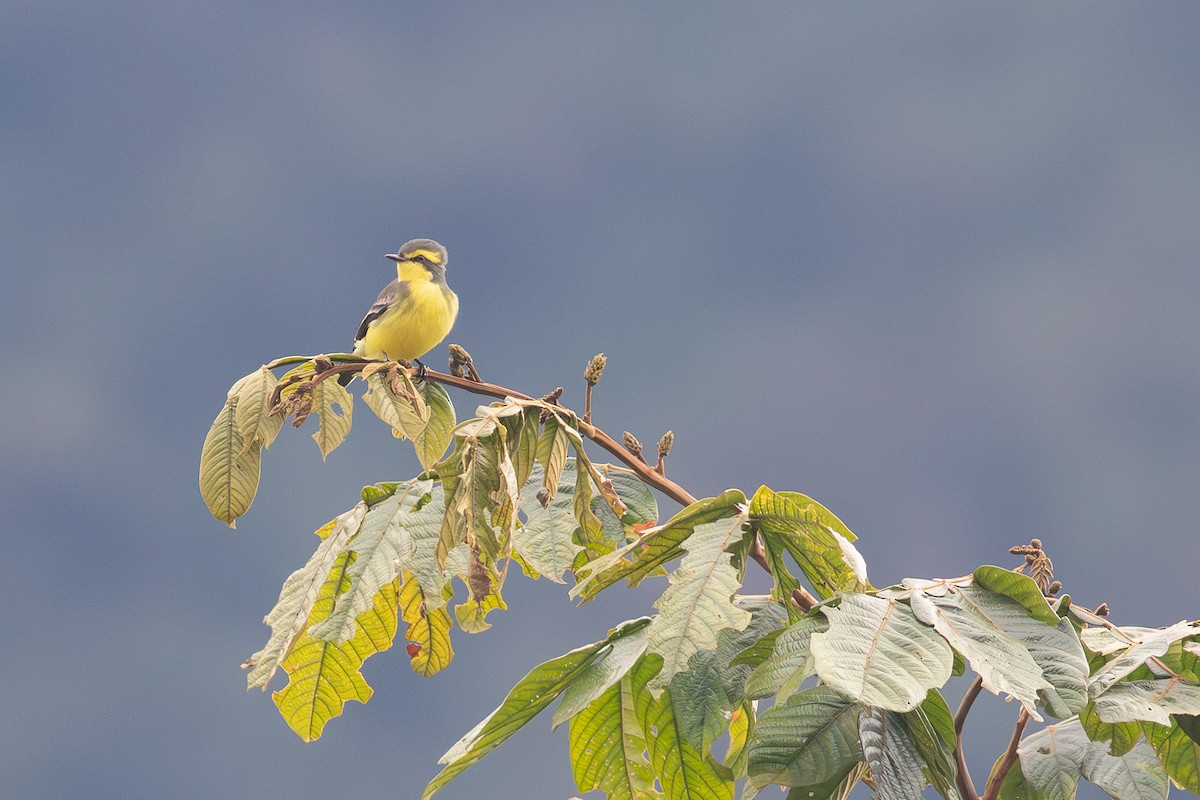 Yellow-browed Tyrant - ML639453332