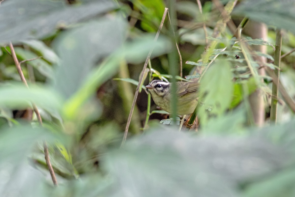 Yungas Warbler - ML639453338