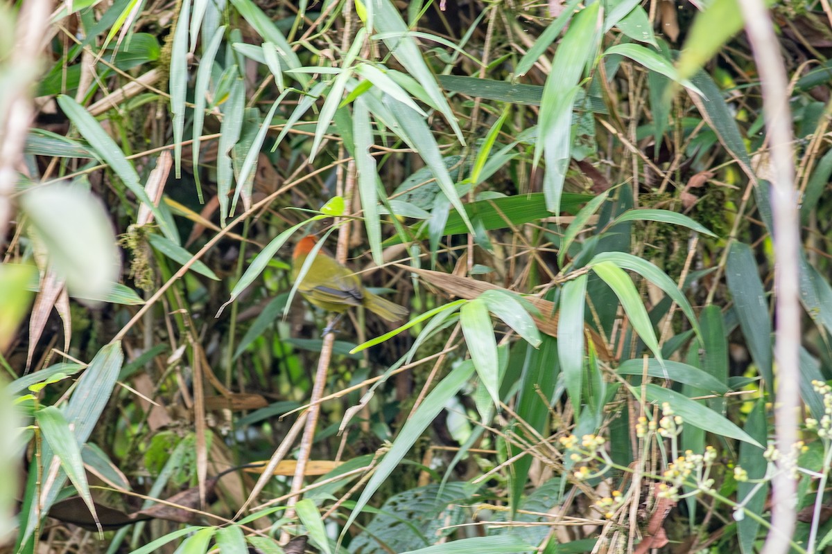 Rust-and-yellow Tanager - ML639453346