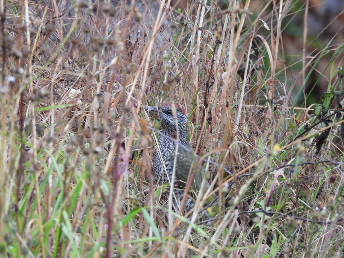 Eurasian Green Woodpecker - ML639453365