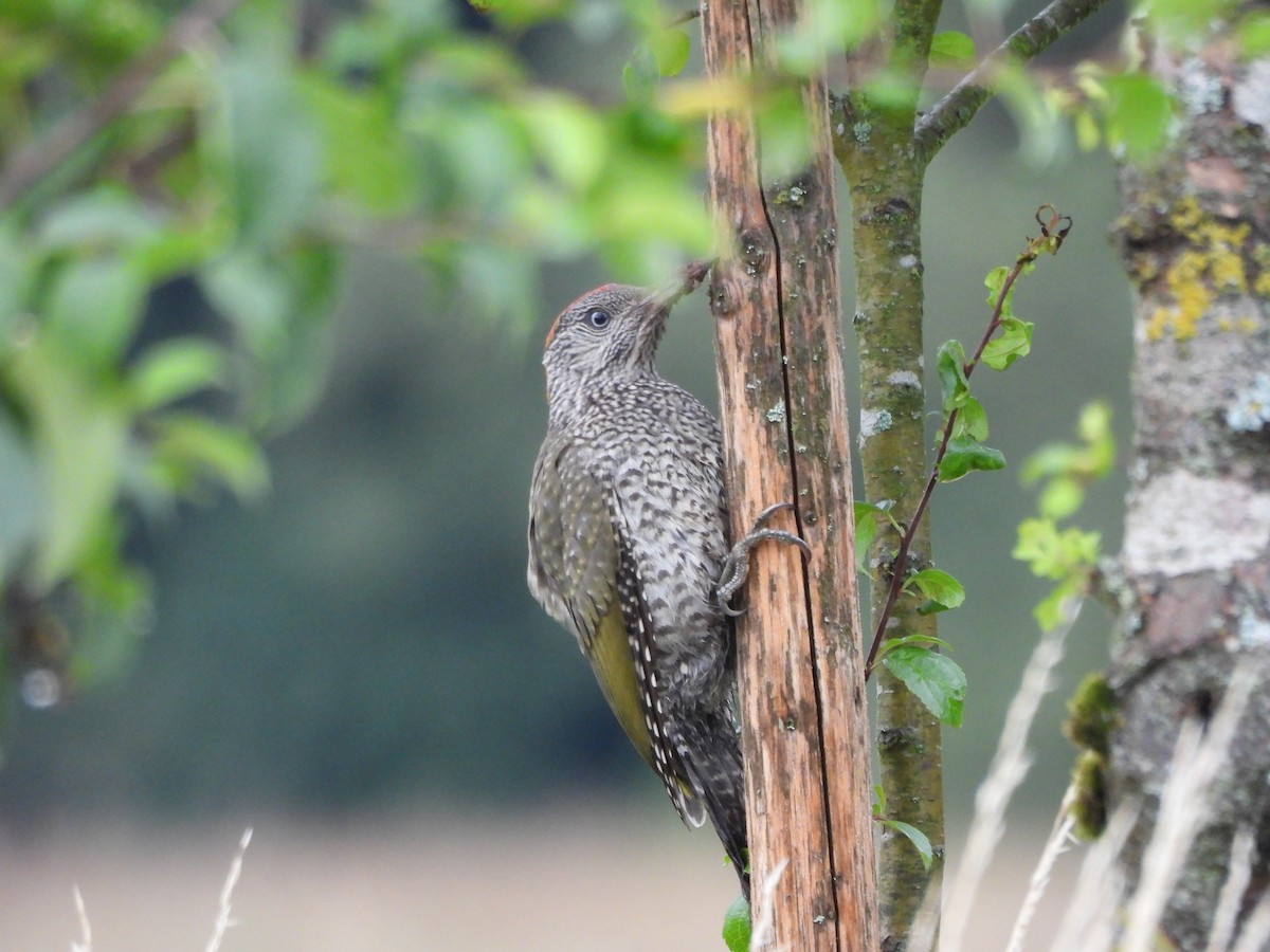 Eurasian Green Woodpecker - ML639453383