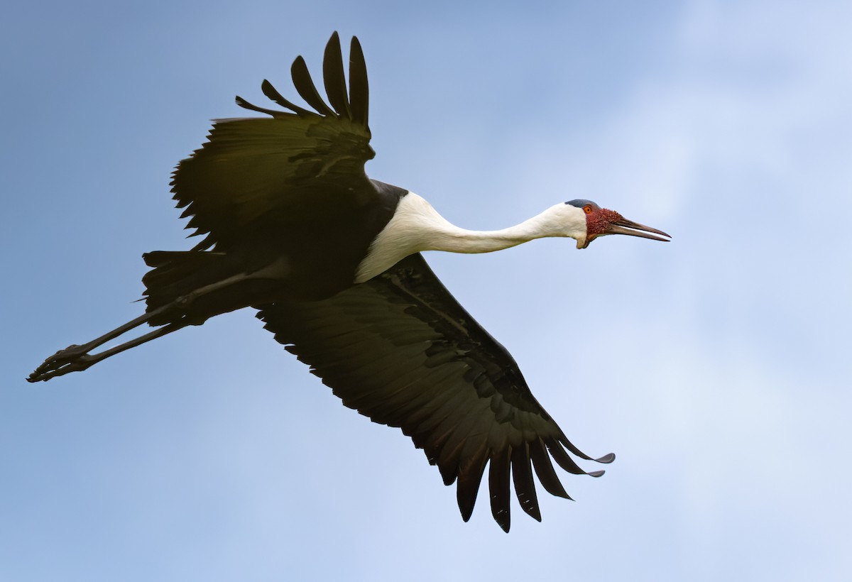 Wattled Crane - ML639453389