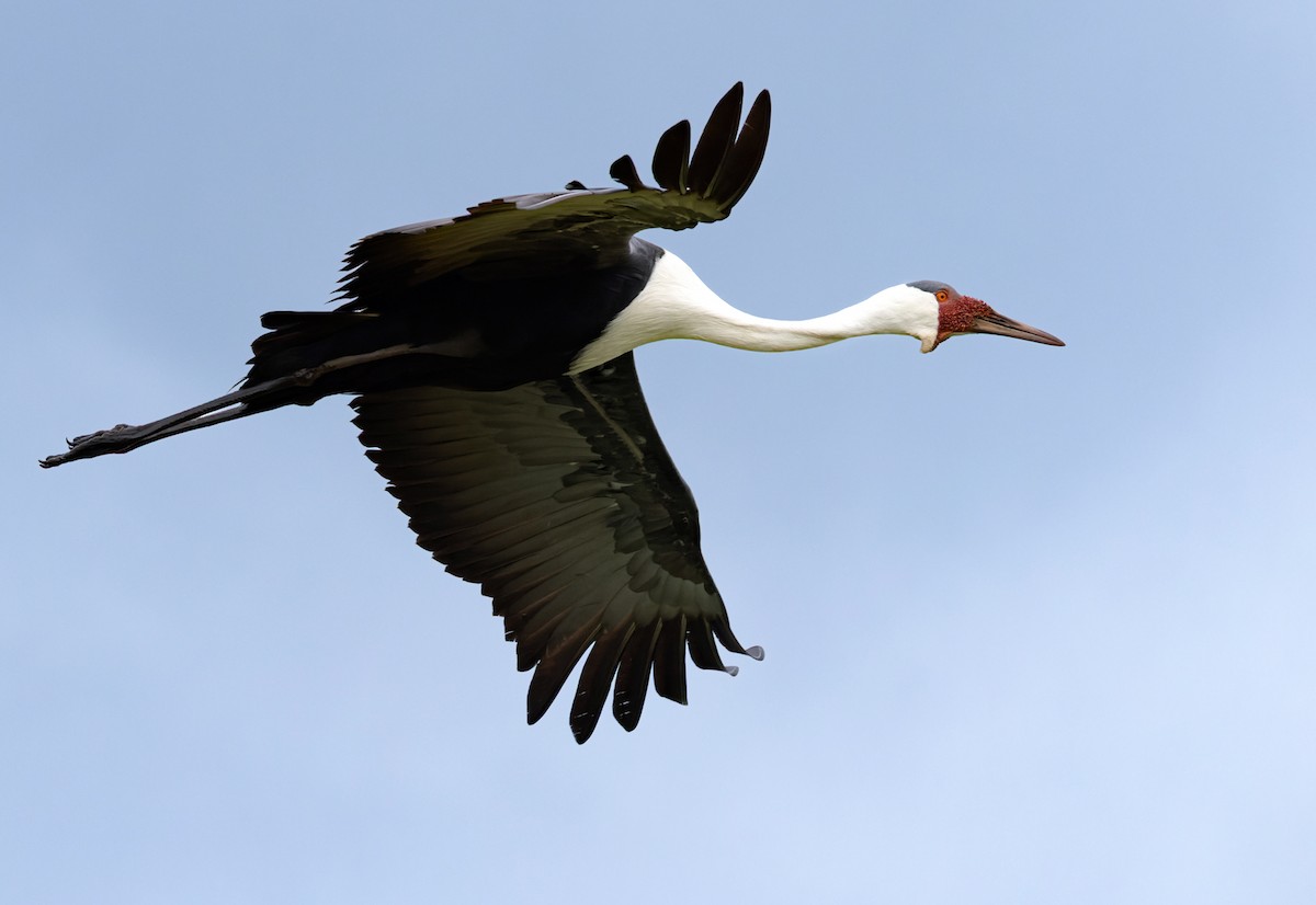 Wattled Crane - ML639453390