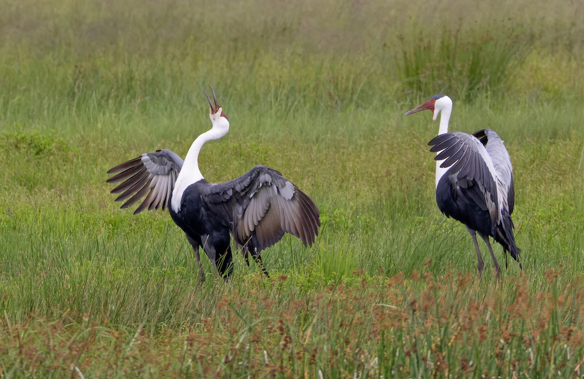 Wattled Crane - ML639453392