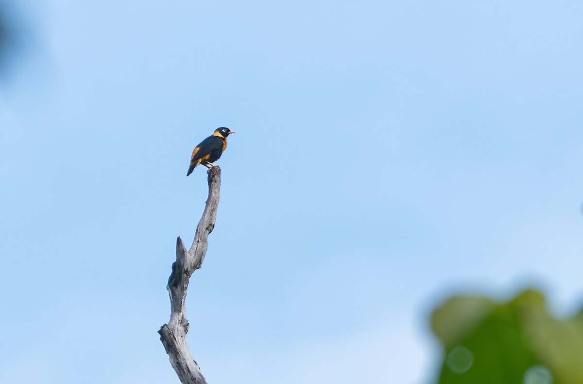 Golden Myna - ML639453436