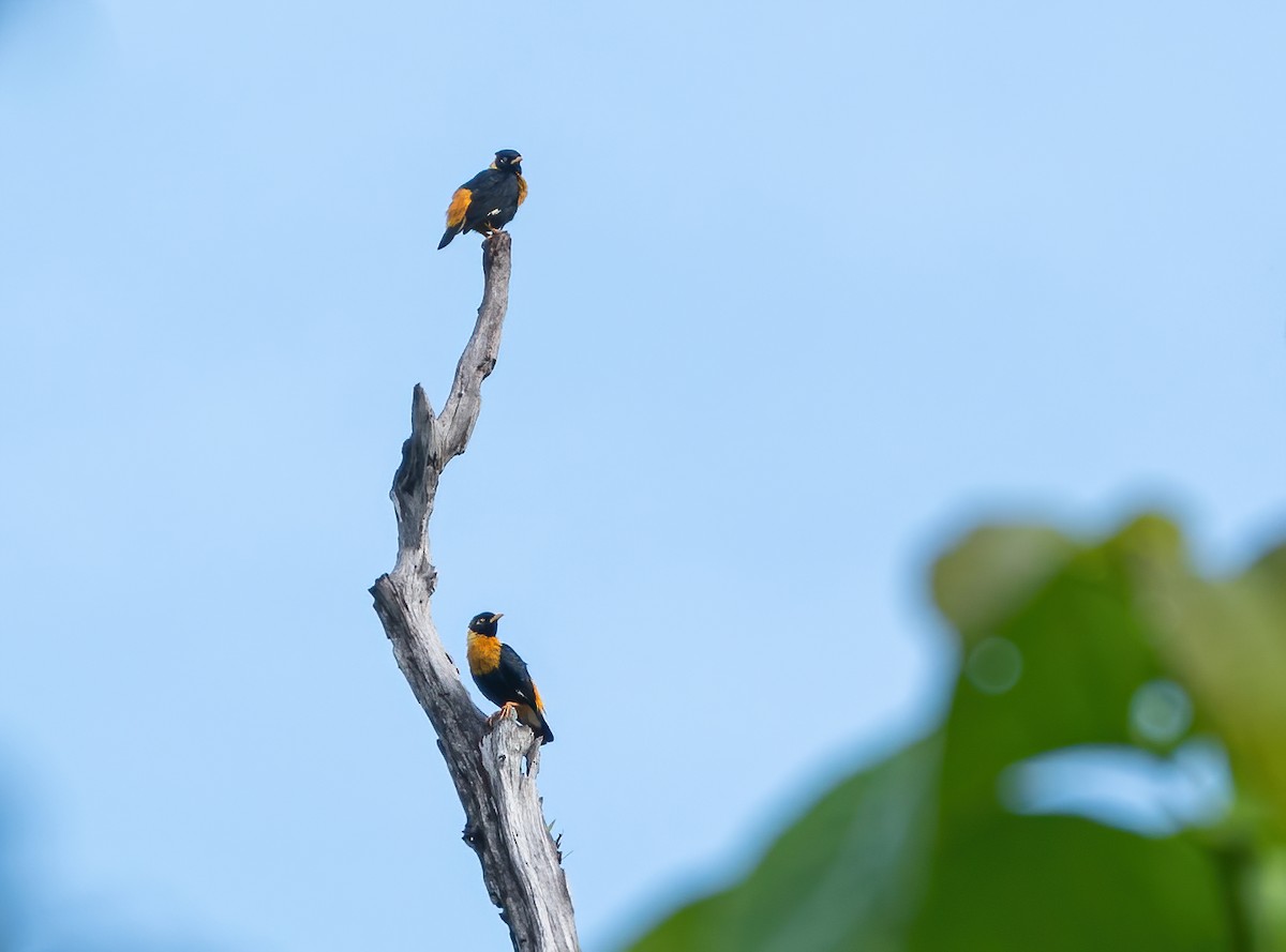 Golden Myna - ML639453437