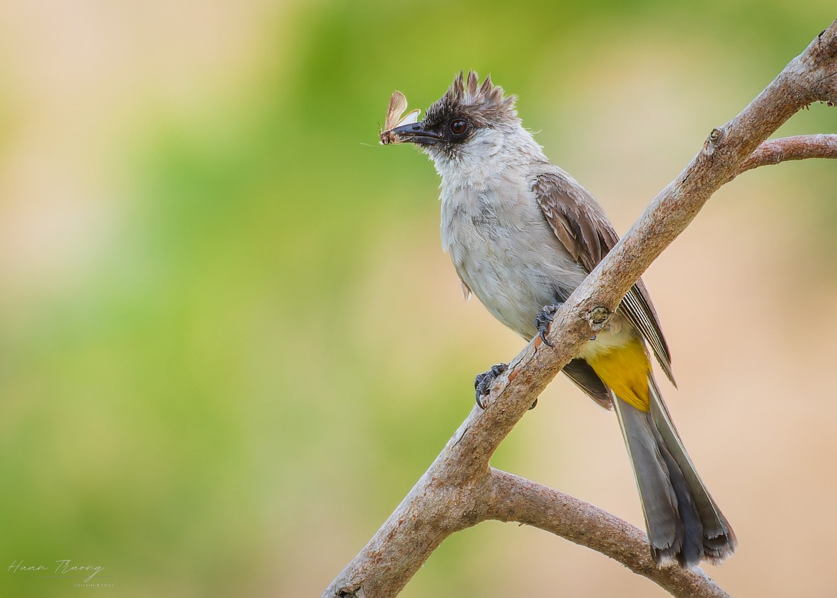 Sooty-headed Bulbul - ML639453567