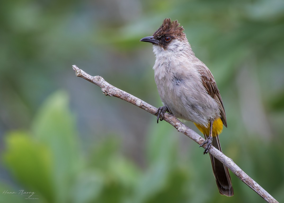 Sooty-headed Bulbul - ML639453568
