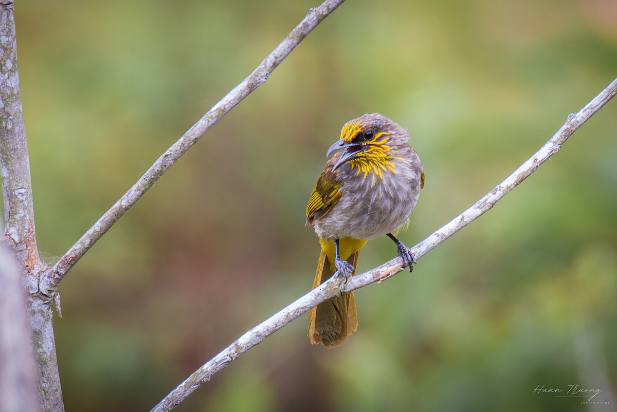 Stripe-throated Bulbul - ML639453636