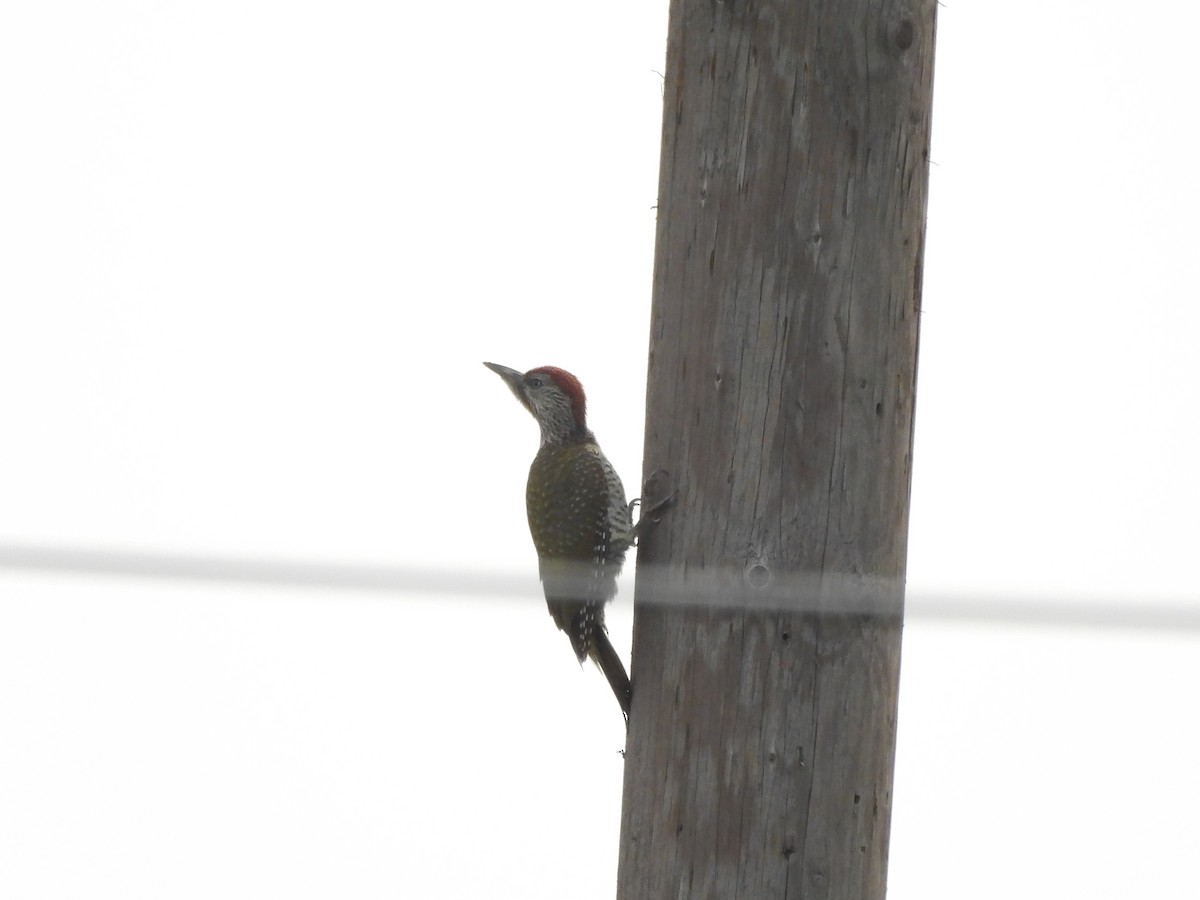 Eurasian Green Woodpecker - ML639453699