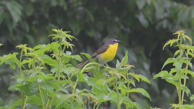 Yellow-breasted Chat - ML639453731