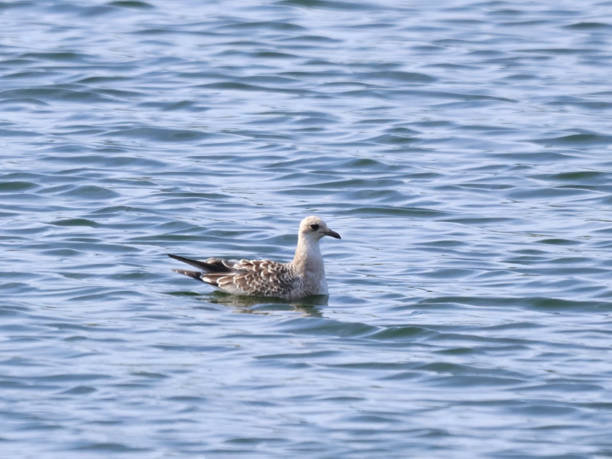 racek černohlavý - ML639453739