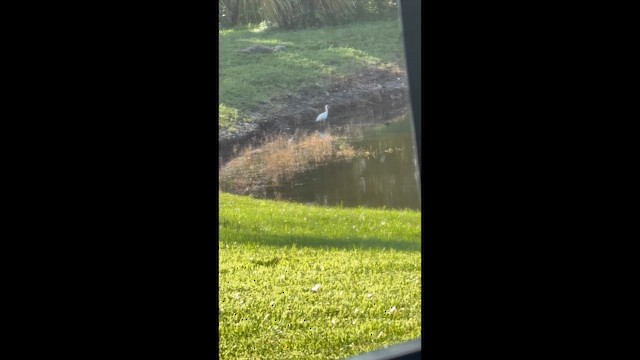 White Ibis - ML639453752