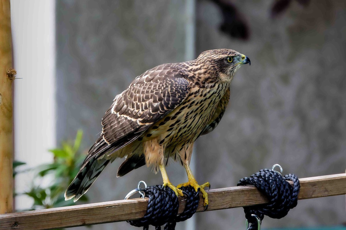 Eurasian Goshawk - ML639453788