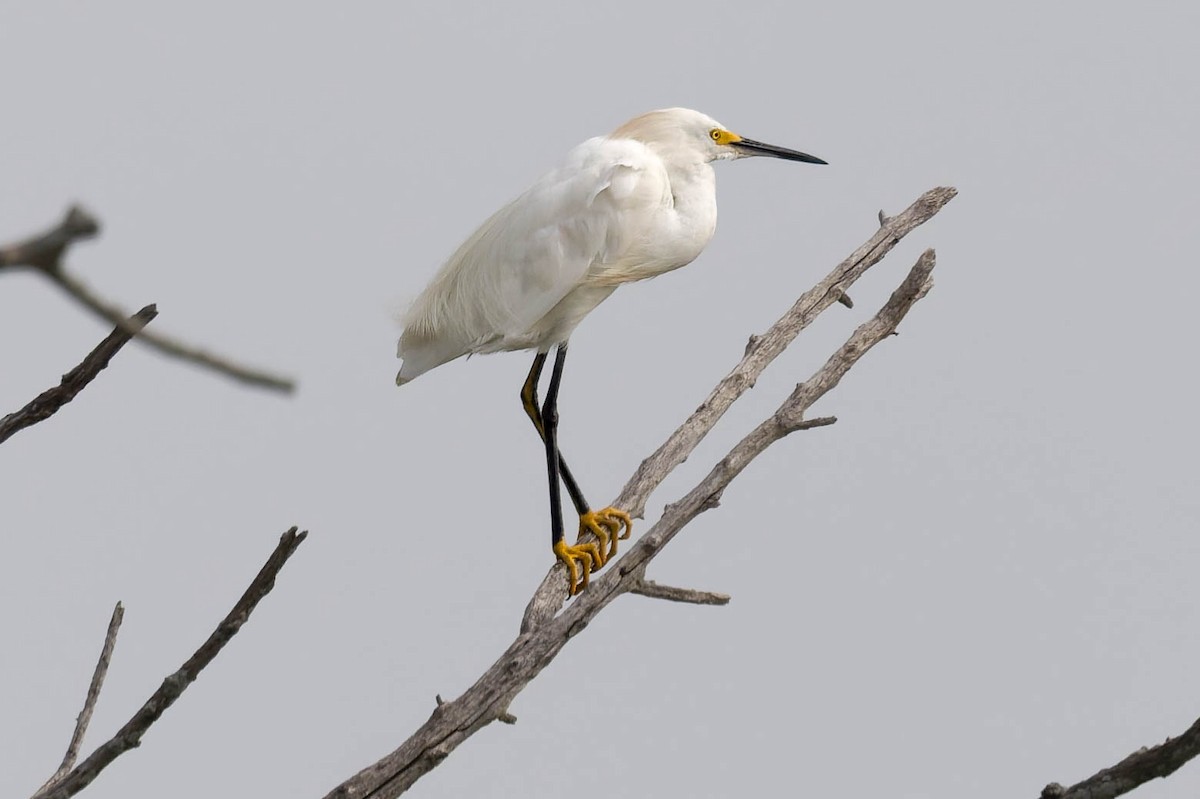 Snowy Egret - ML639453810