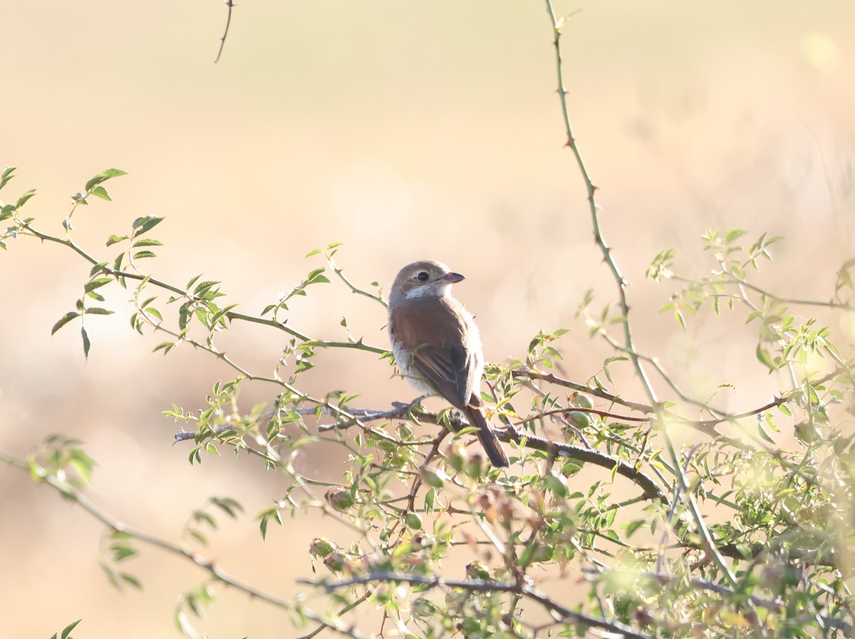 ťuhýk obecný - ML639453826