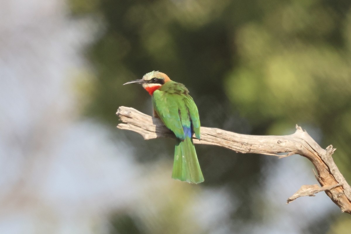 White-fronted Bee-eater - ML639453888