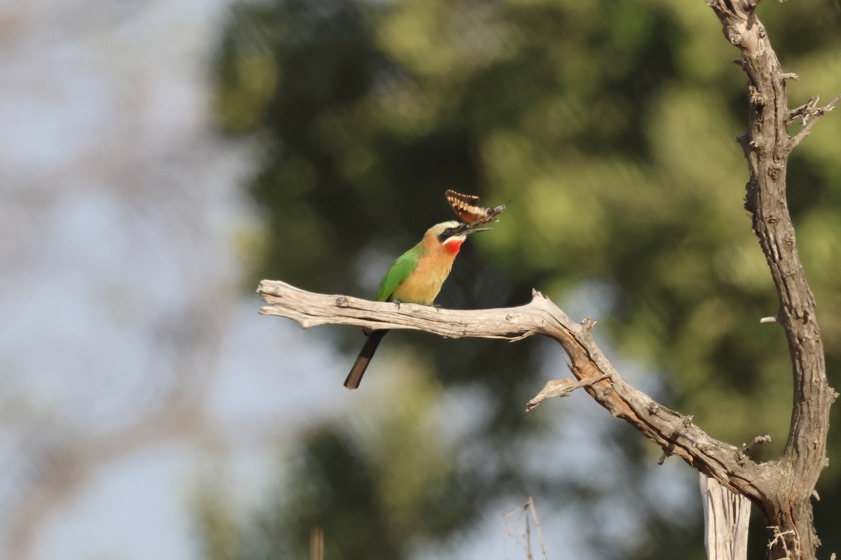 White-fronted Bee-eater - ML639453892