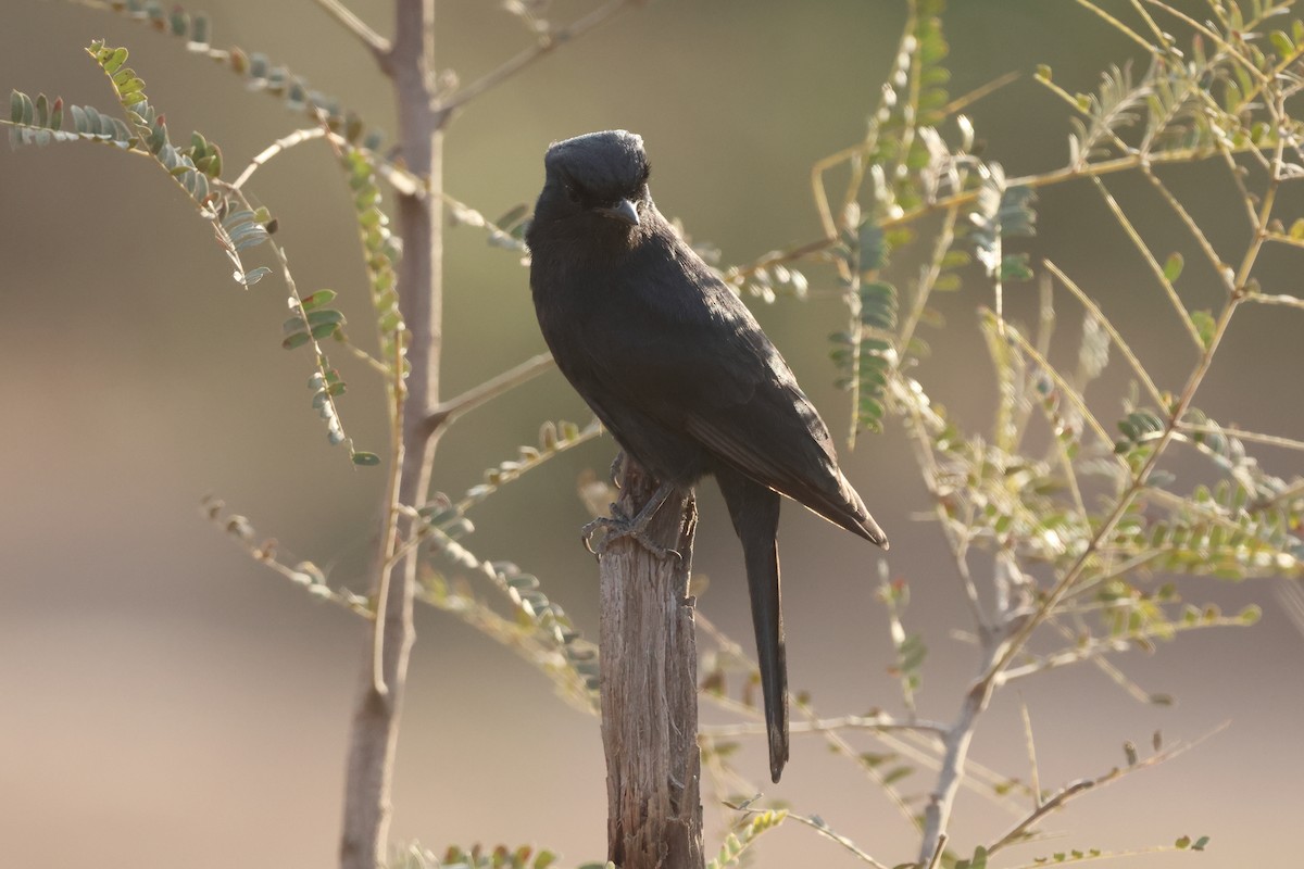 Southern Black-Flycatcher - ML639453902