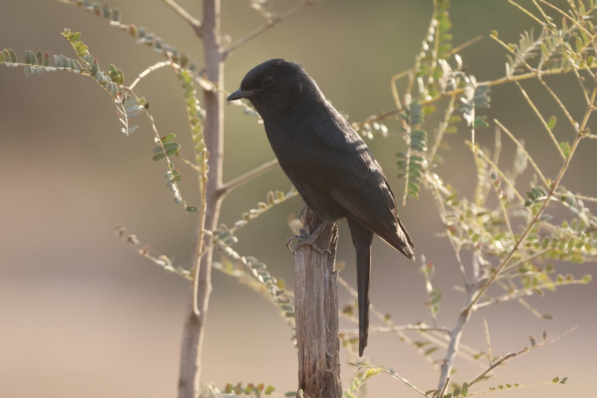 Southern Black-Flycatcher - ML639453903