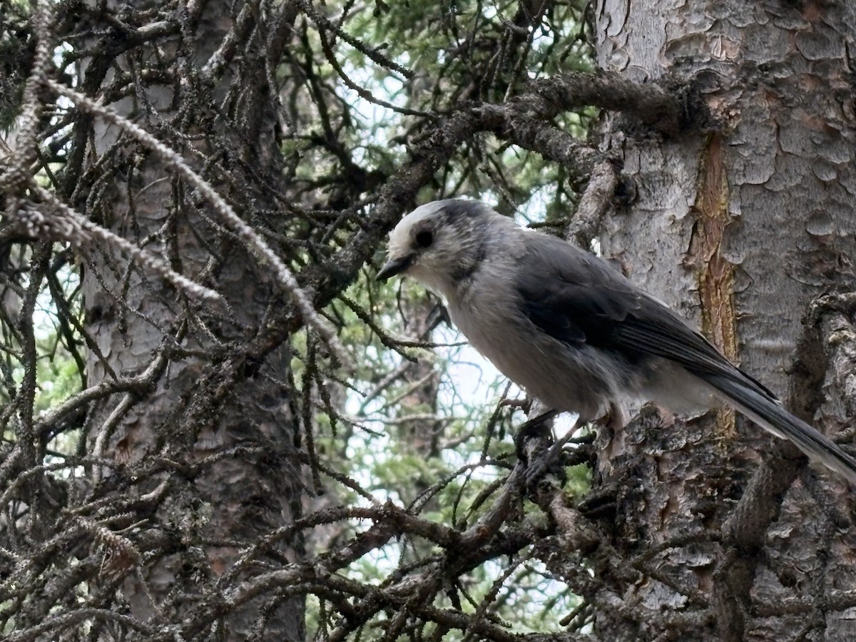 Canada Jay - ML639453950