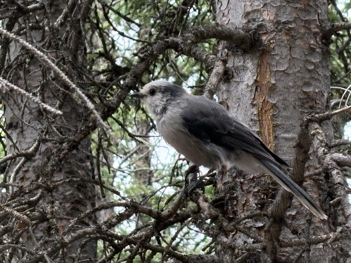 Canada Jay - ML639453951