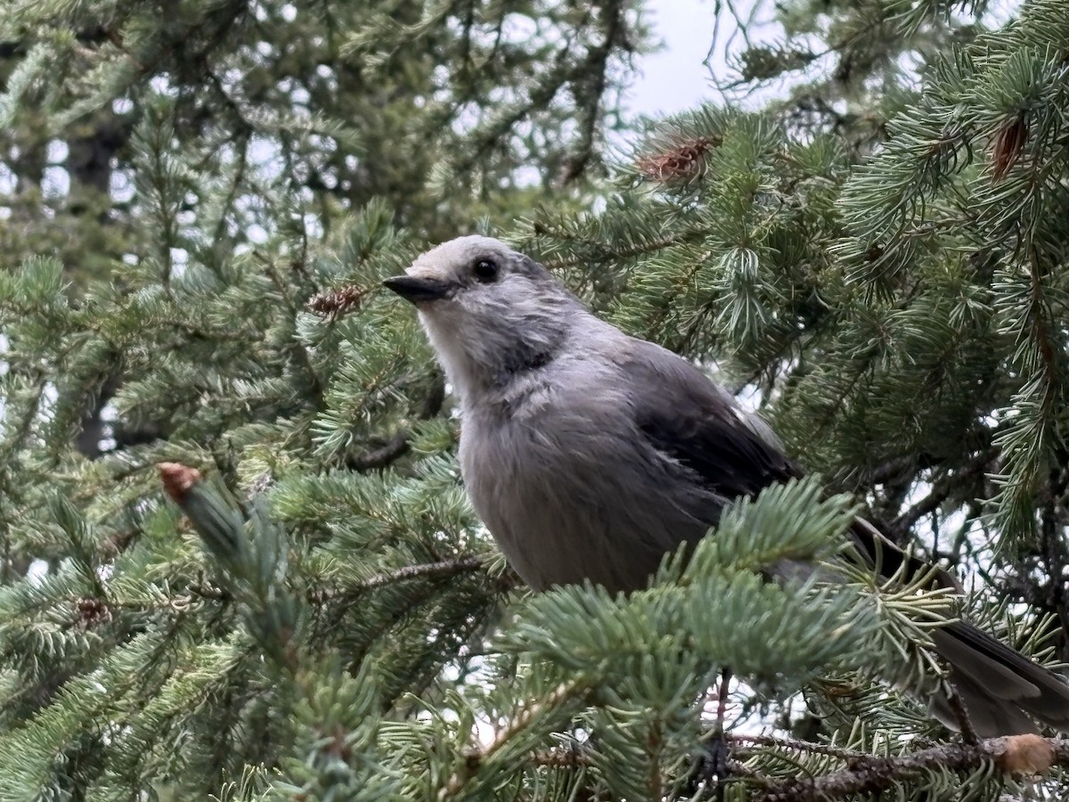 Canada Jay - ML639453952