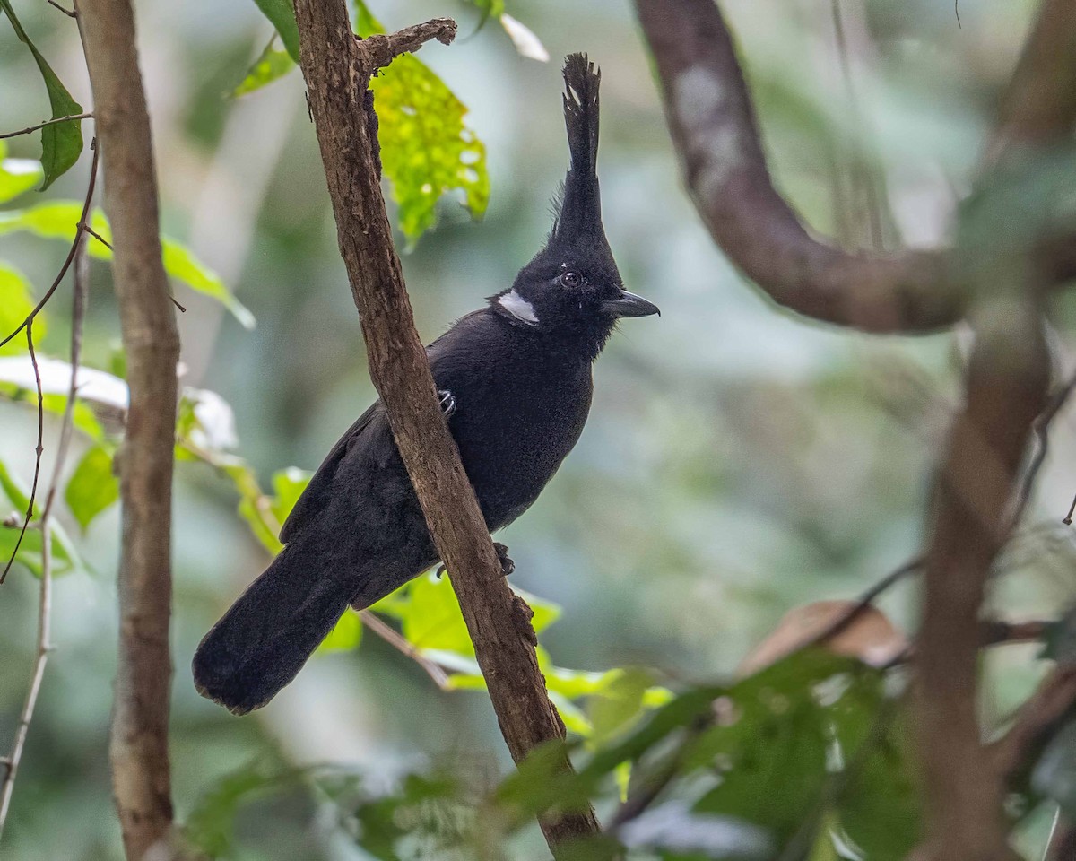 Crested Jayshrike - ML639453953