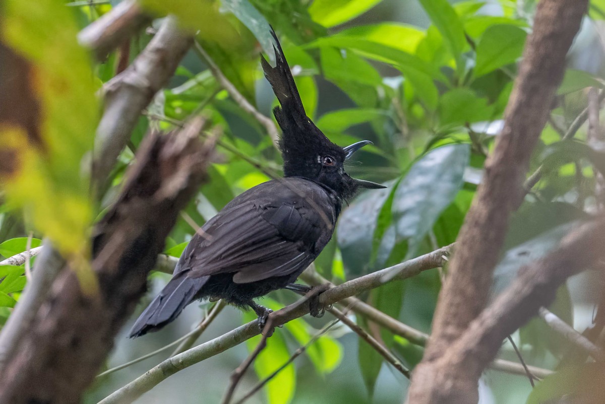 Crested Jayshrike - ML639453959