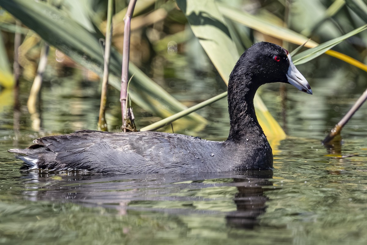 American Coot - ML639453967