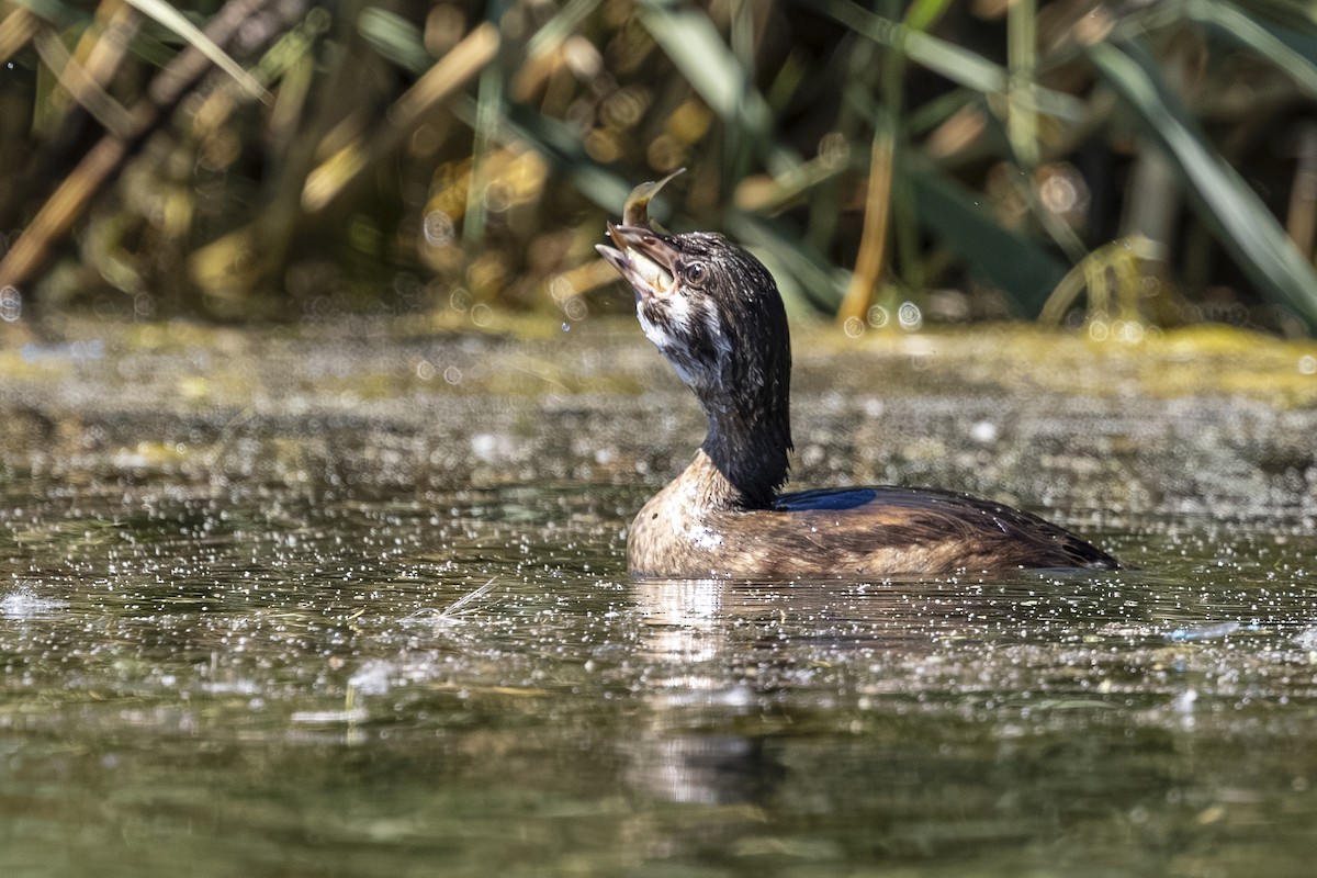 Pied-billed Grebe - ML639453970