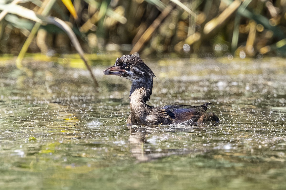 Pied-billed Grebe - ML639453975